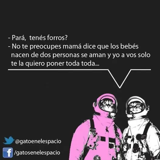 gatos