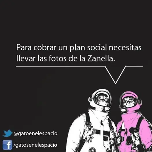 gatos