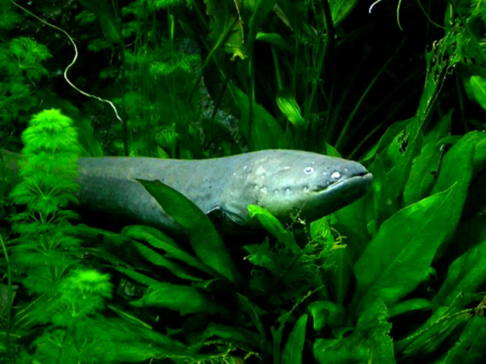 peces alu