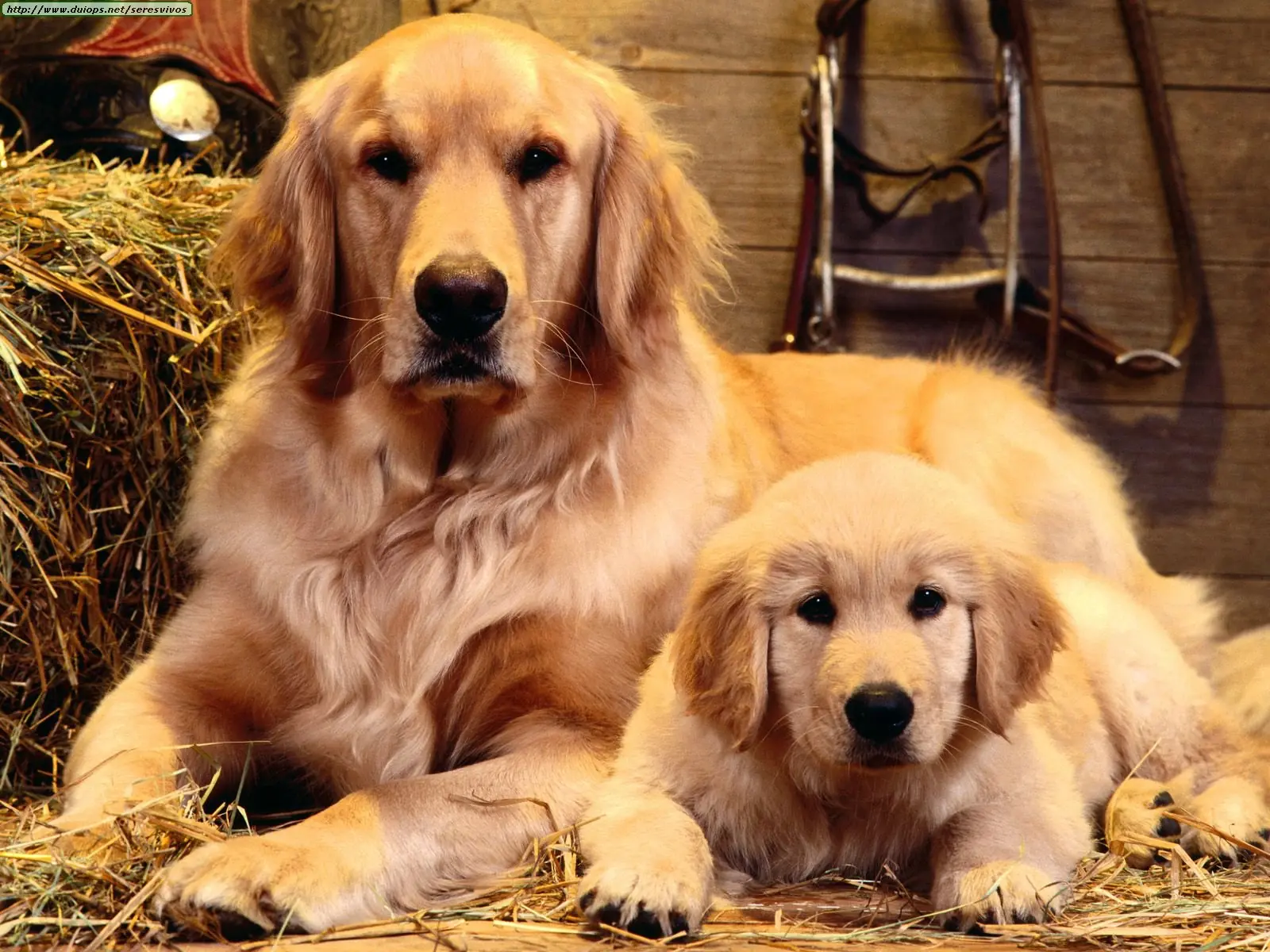 retriever