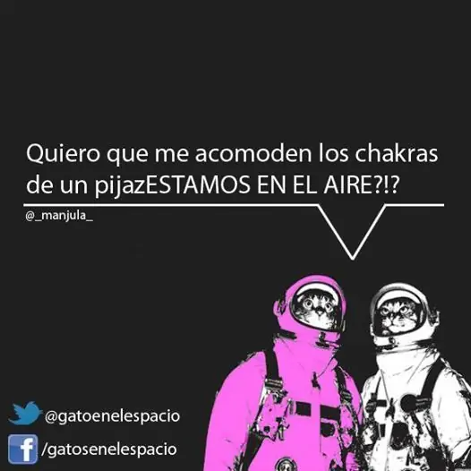 gatos