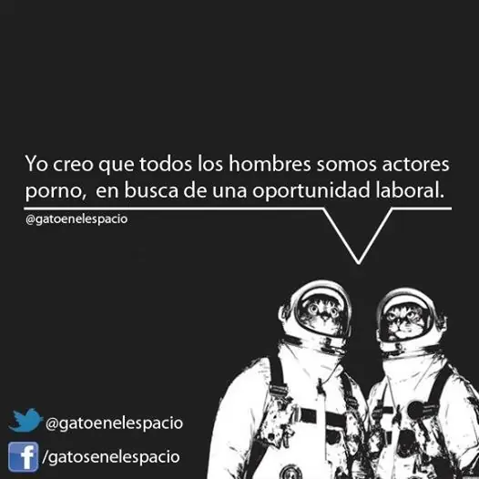 gatos