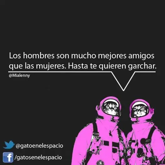 gatos