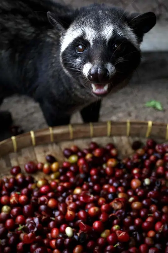 Comidas que si sabes como se hacen no comerías.