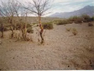 desertificación