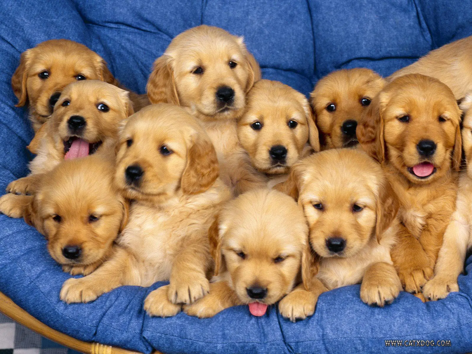 historia del golde retriever
