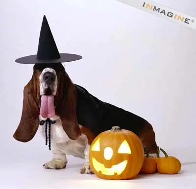Perros [Curiosidades]