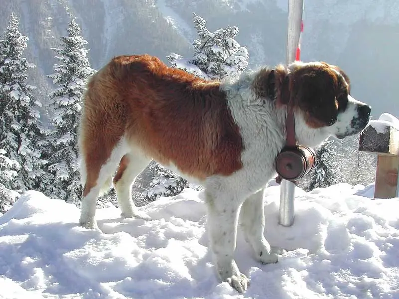 Boxer