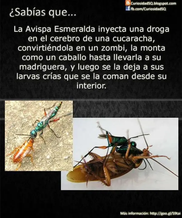 risas