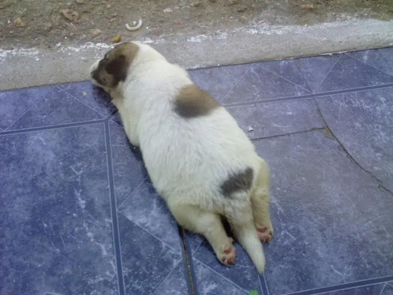 perrito