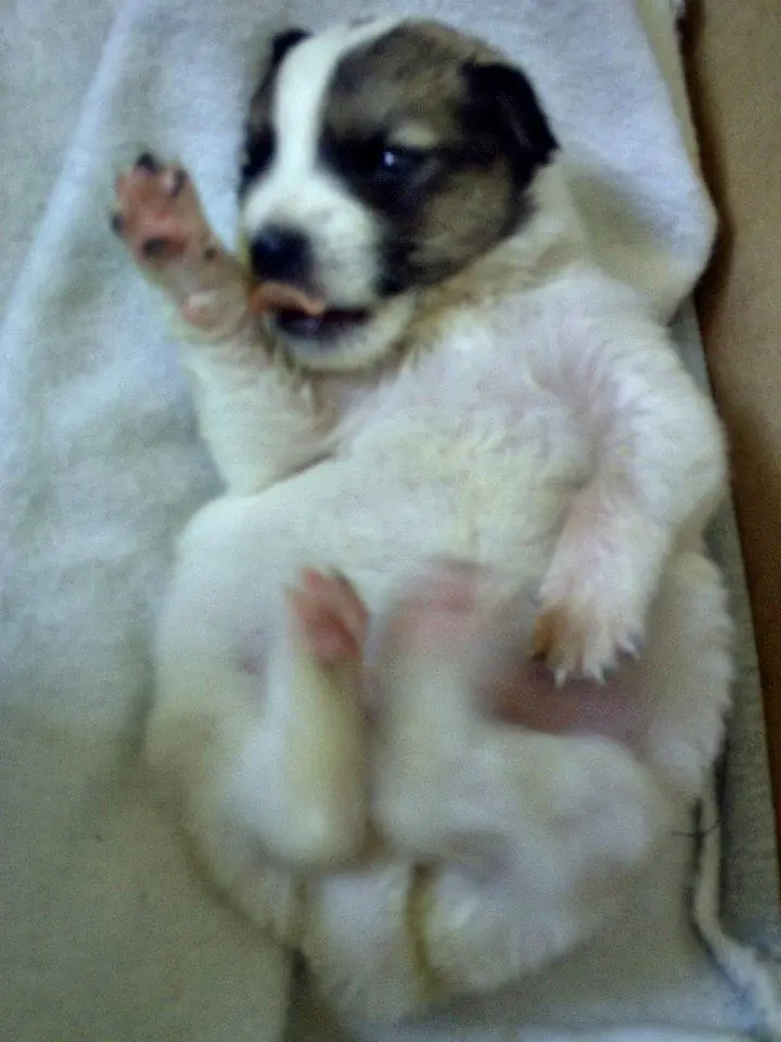 perro adoptado