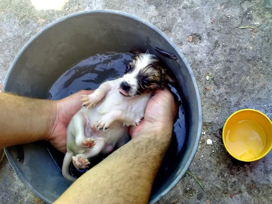 Encontré un perrito en la calle y te lo muestro