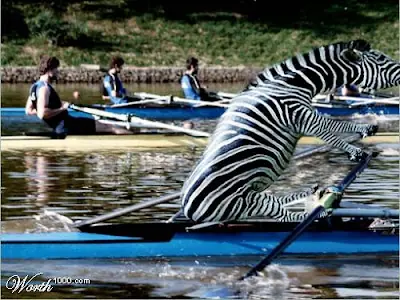 imagenes de autos gatos peros ect.