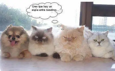 risas