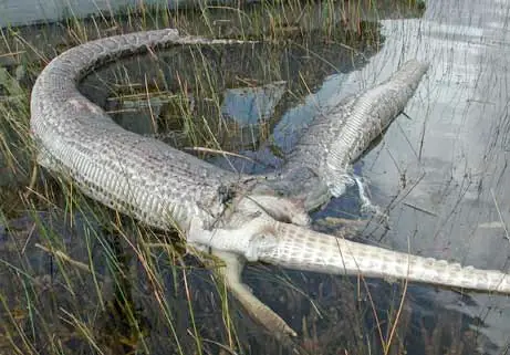 Serpiente explota después de comerse un cocodrilo.