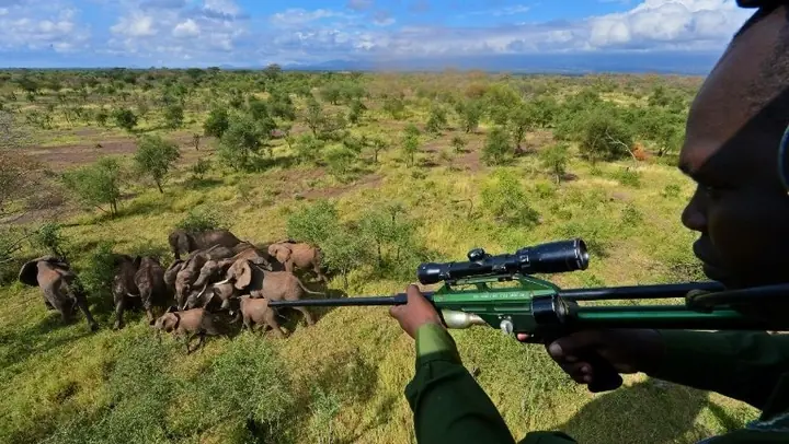 La población de elefantes en África podría descender un 2
