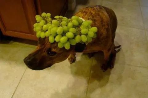 lo que no debes darle de comer a