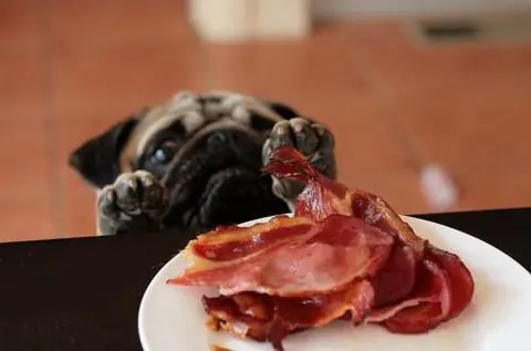 10 alimentos que pueden matar a tu perro