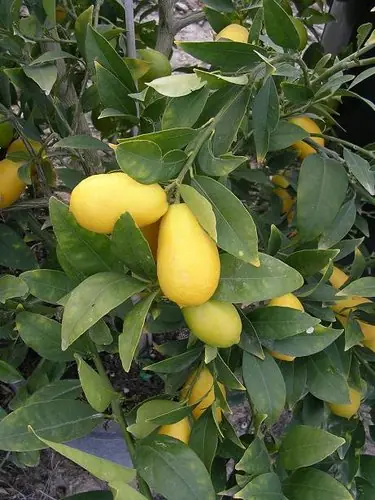 hibridas