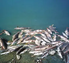 ¿Se está muriendo la Naturaleza?