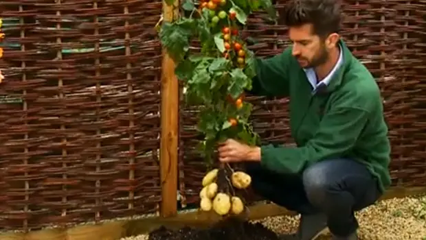 planta