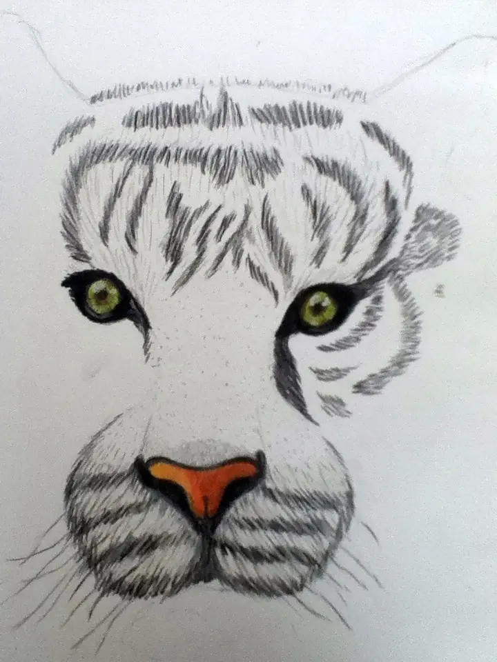 tigre