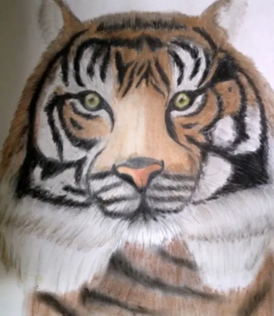 Un tigre