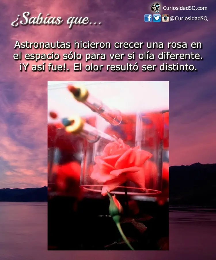 Rosa