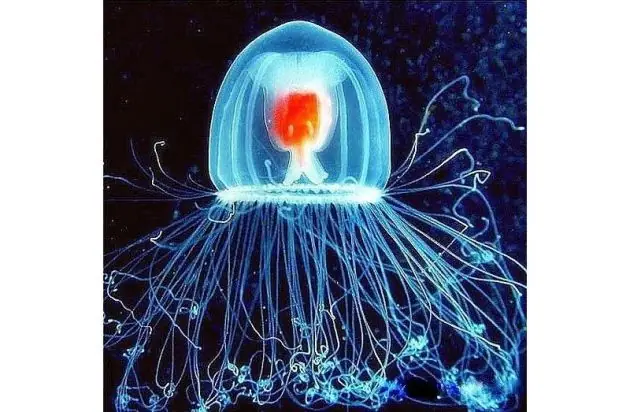 especie