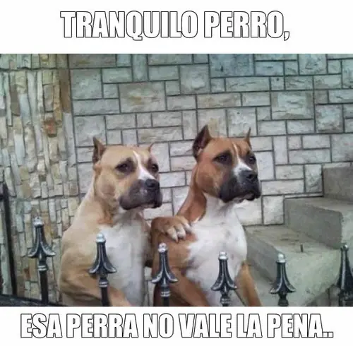 risueño