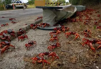 insectos