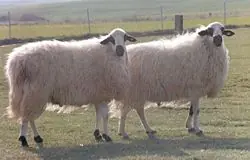 lo
