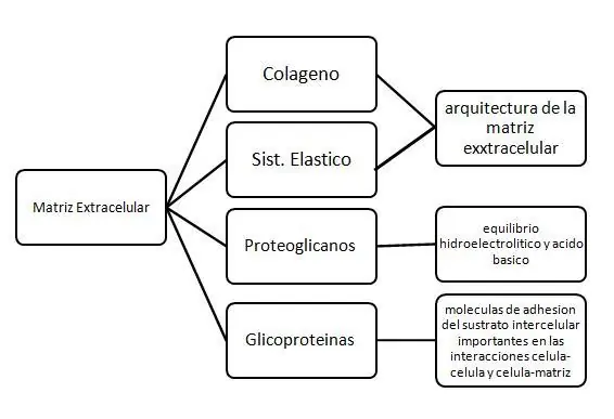 Medicina regenerativa