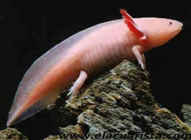 los axolotes, criaturas exoticas y geniales