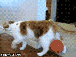 gifs taringa