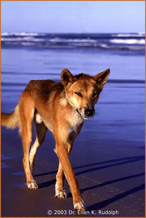 Animales. Curiosidades.