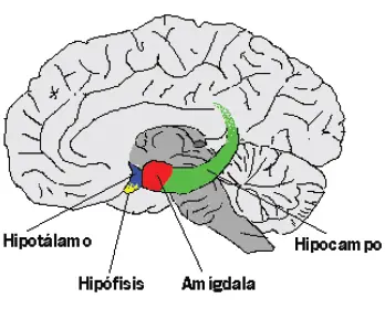 neurofisiologia