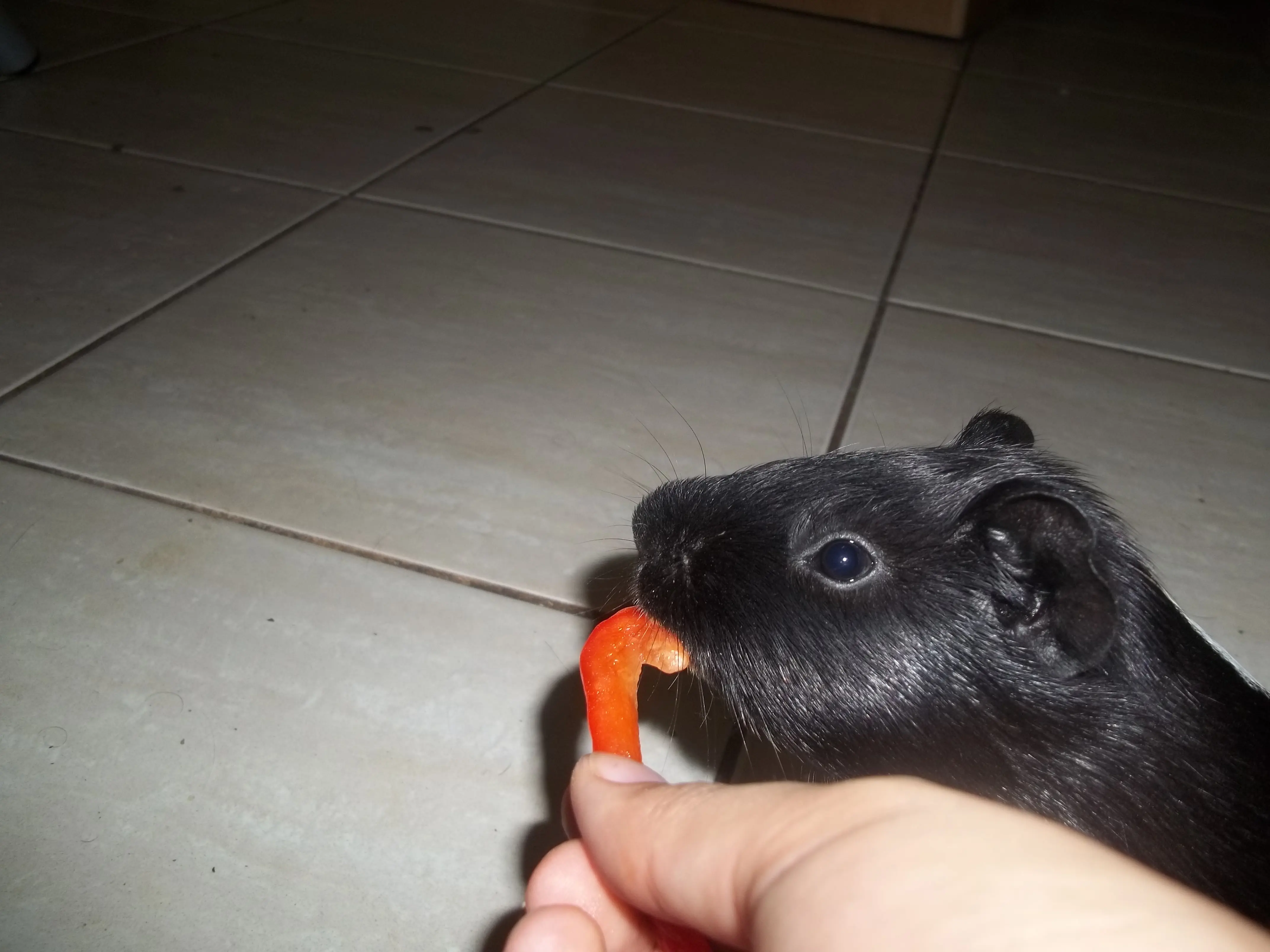 Pechuga