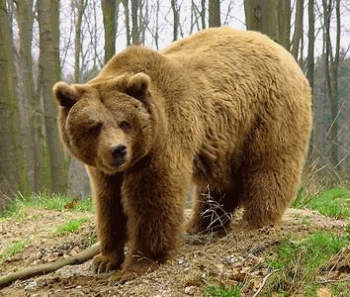 Los animales más peligrosos del mundo