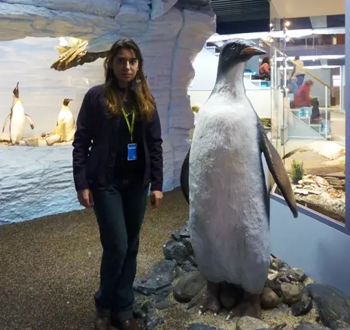 Encuentran un pinguino gigante