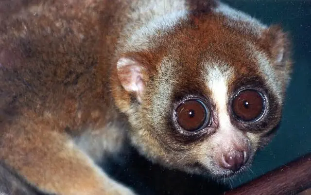 Loris: El primate venenoso.