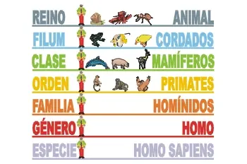 Humano