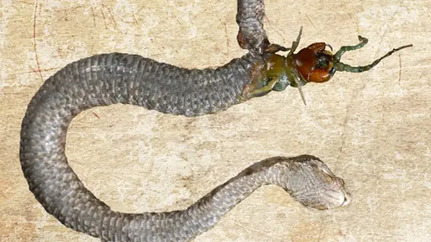 Ciempiés devoró a la víbora que lo había ingerido.
