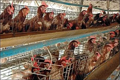 ¿Son felices nuestras gallinas?