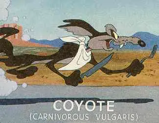 sofocleto sinlogismos