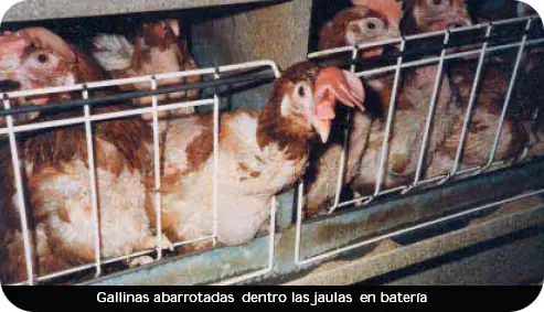nuestras