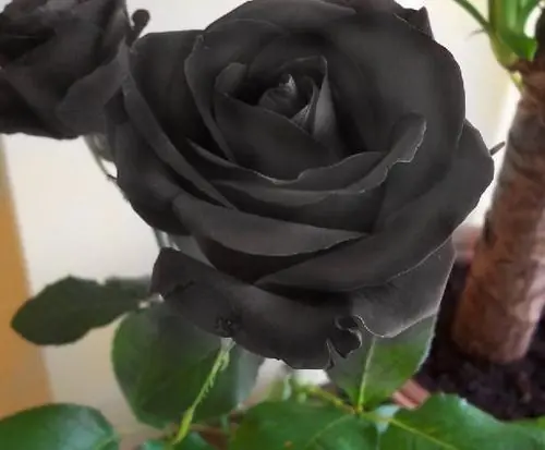 haz tu propia rosa negra!