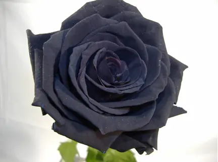 haz tu propia rosa negra!