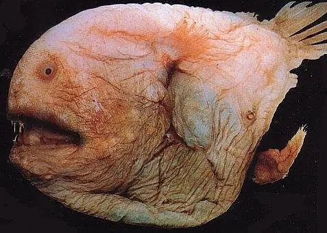 peces