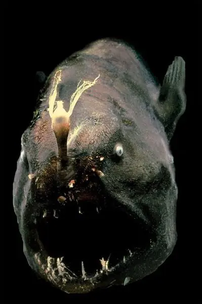 peces